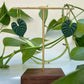 Philodendron Hoop